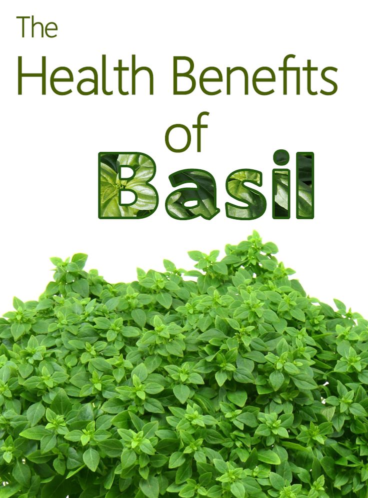 health benefits of basil daily bees