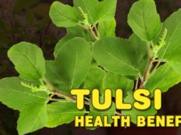 queen of herbs - Tulsi Health Benefits Daily Bees