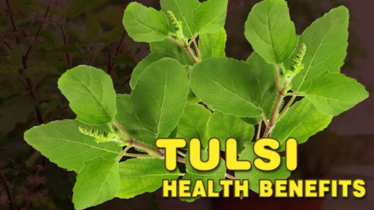 queen of herbs - Tulsi Health Benefits Daily Bees