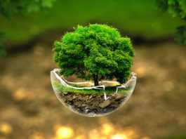 Nature teaches the best lessons in life Daily Bees