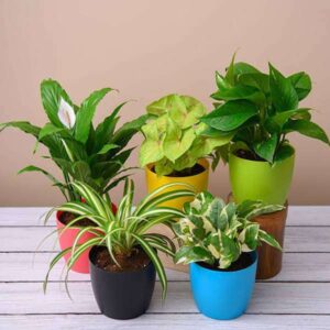 Indoor Plants