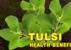 queen of herbs - Tulsi Health Benefits Daily Bees