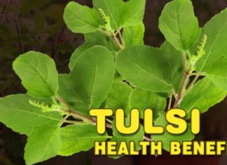 queen of herbs - Tulsi Health Benefits Daily Bees