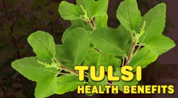 5 Things You Need To Know About Queen Of Herbs “Tulsi” queen of herbs - Tulsi Health Benefits Daily Bees
