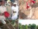 Tree Plantation on Human Ashes: A Bold Step in the Direction of Saving Environment Tree plantation on Human Ashes