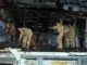 Thinking Beyond Self dss volunteers in relief operation Daily Bees