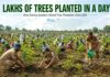 Lakhs of Trees Planted in a Day: Dera Sacha Sauda’s Global Plantation Drive Makes Headlines Dera Sacha Sauda tree plantation